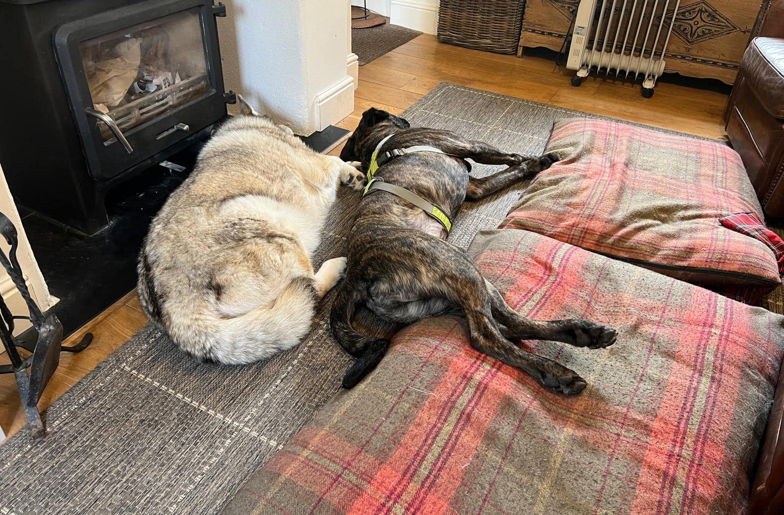 Kaya and Ace relaxing at home together