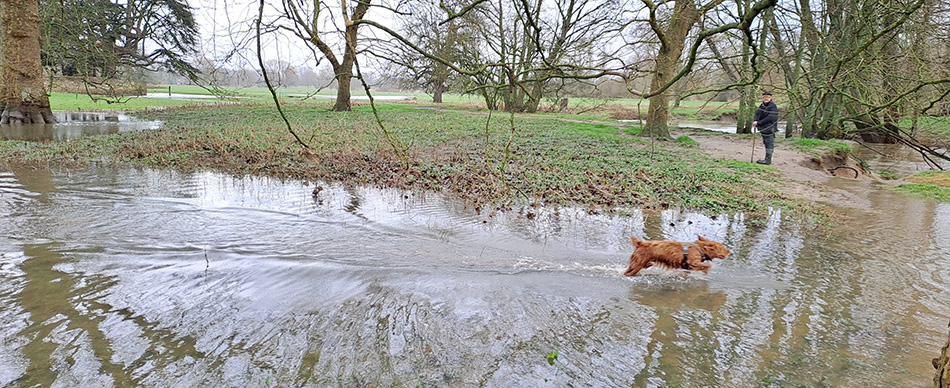 Jac running happily through a stream on a walk with his new family