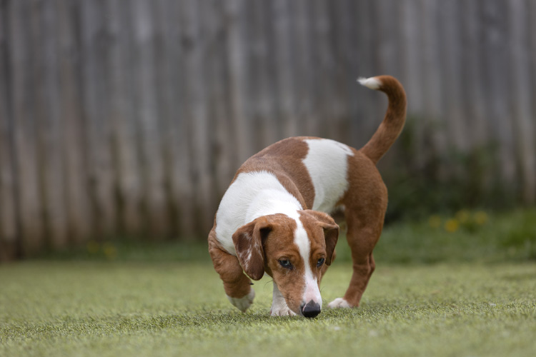 Peanut the puppy was deaf and epileptic