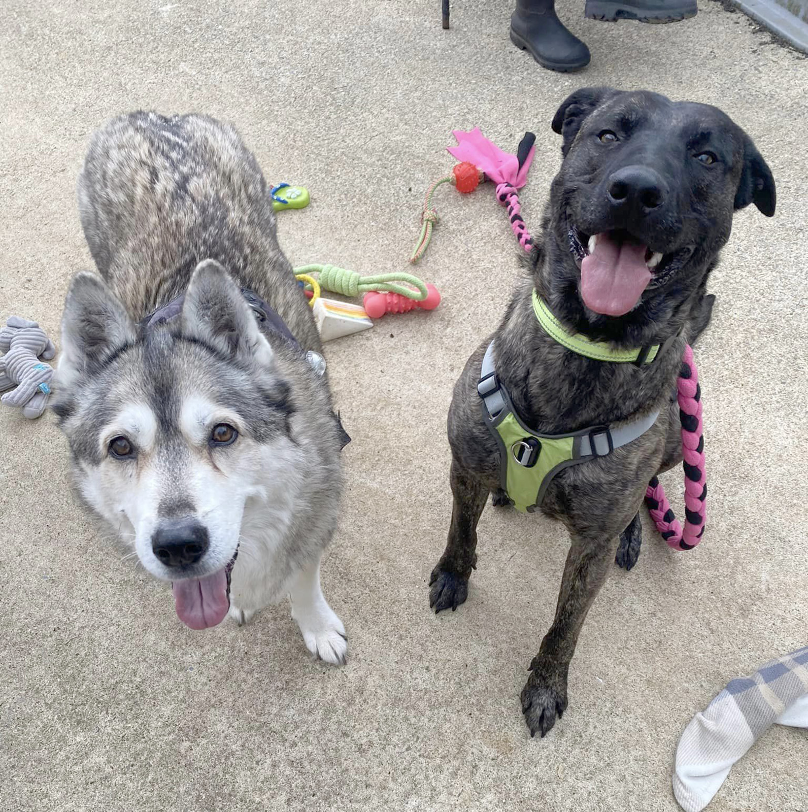 Kaya and Ace in the paddock during one of their meets