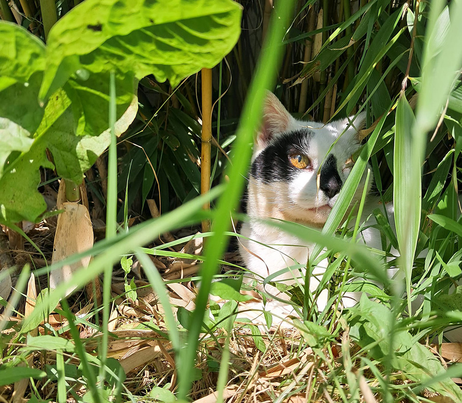 Sidney in the cat garden, after an operation to remove her eye and the ulcer.