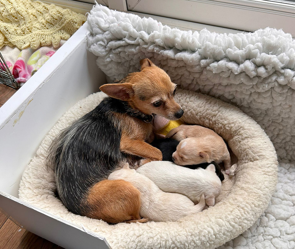 Mum dog Shela with her puppies