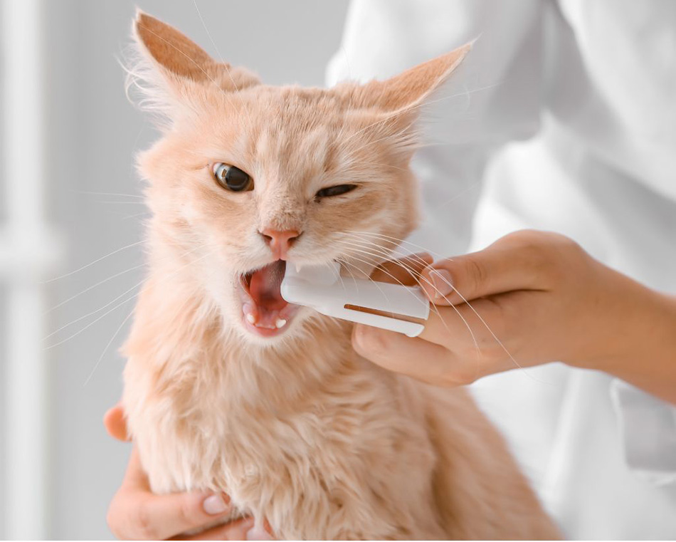 Brushing a cat's teeth