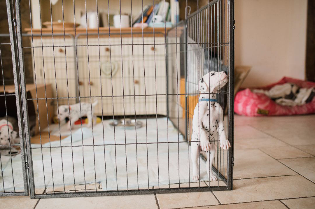 Puppies in a playpen