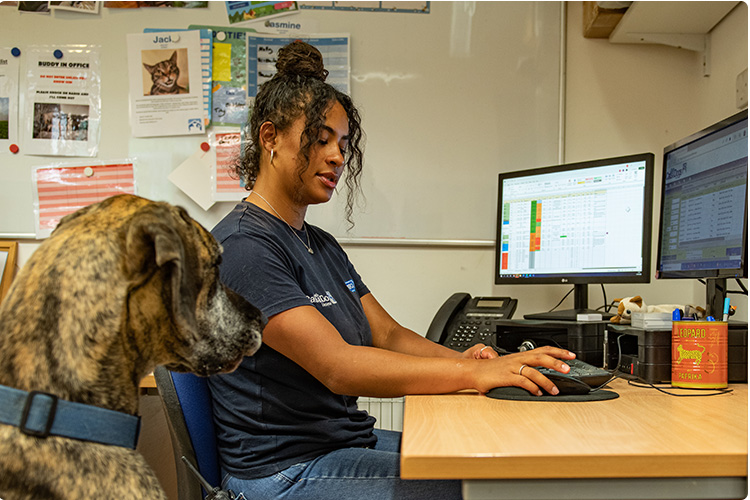 Staff in office with dog watching them work