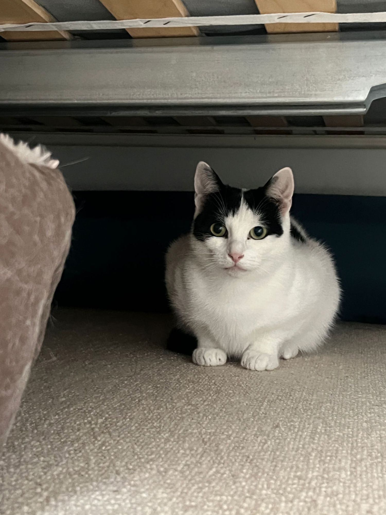 Susie on foster day one under a bed