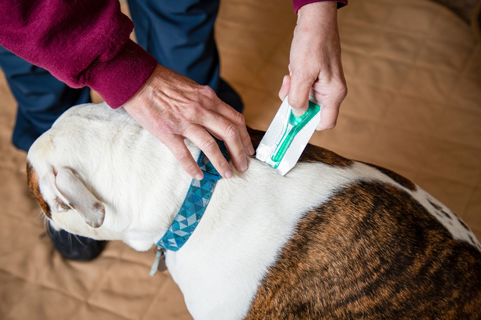 Applying parasite treatment to a dog