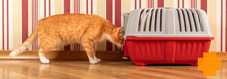 cat peering into their cat carrier