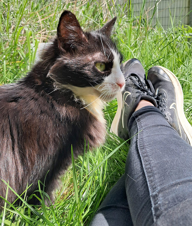 cat in the enrichment garden