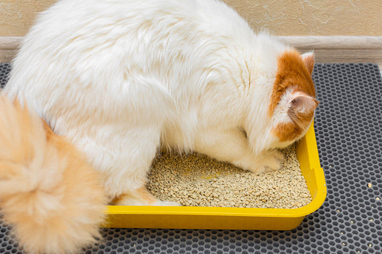 cat toileting in a litter tray