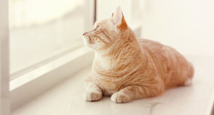 cat on a windowsill