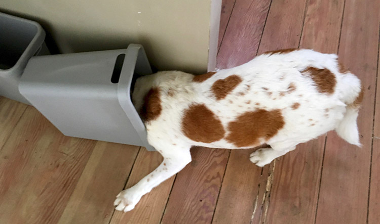 dog bin raiding_scavenging for food