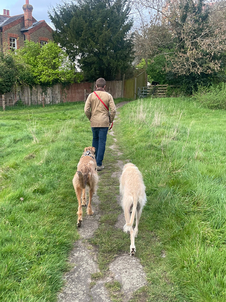 Adopted lurchers Charlie and Norman walking behind their owner