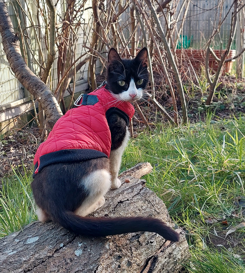 Cat Mole in the cat garden, wearing a jumper to protect from a winter chill