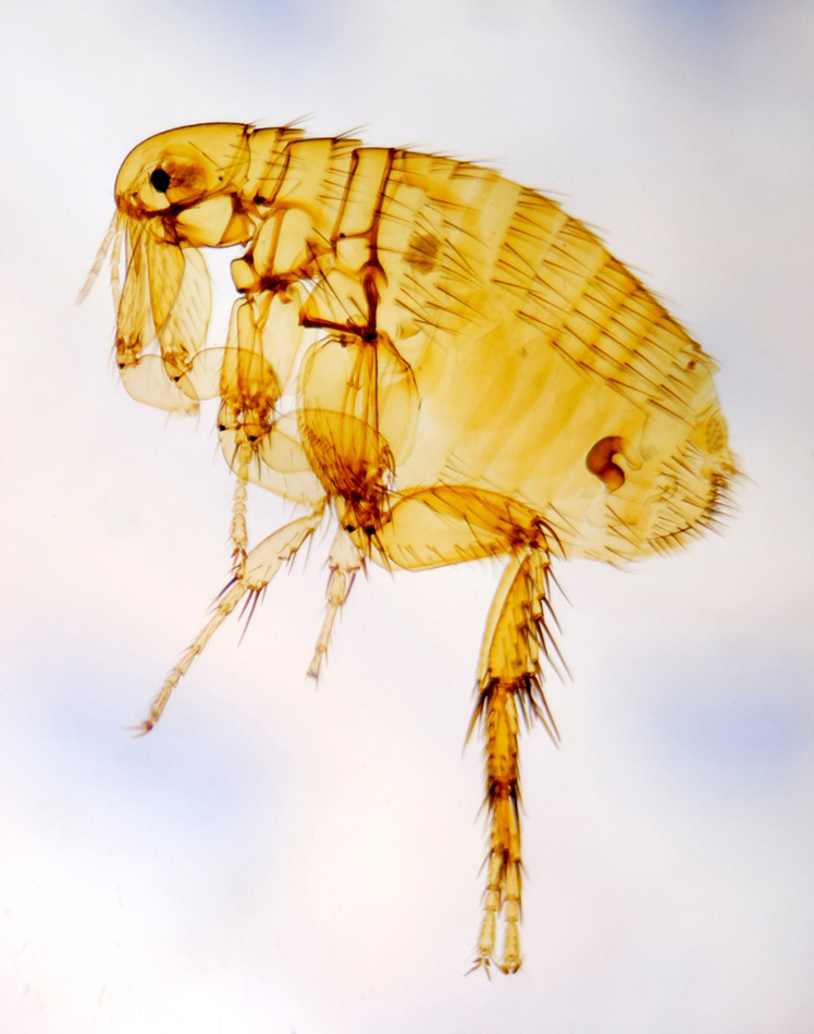 A flea seen from under a micrscope