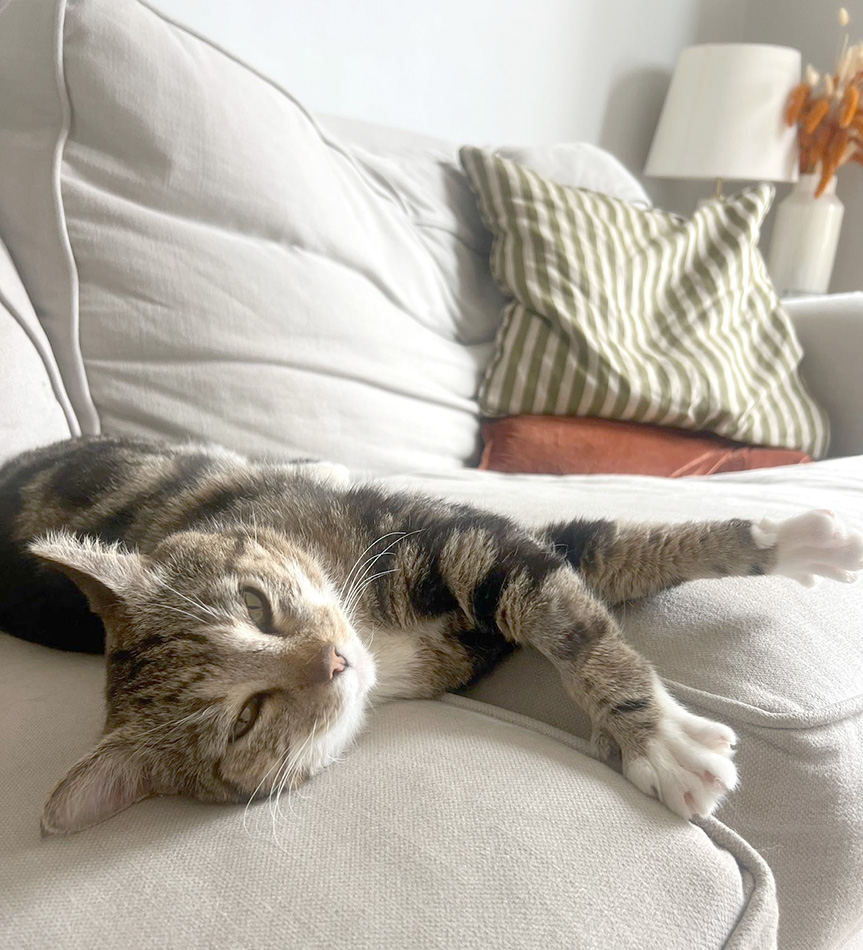 Cat Bobbin looking relaxed in his foster home stretching out on the sofa