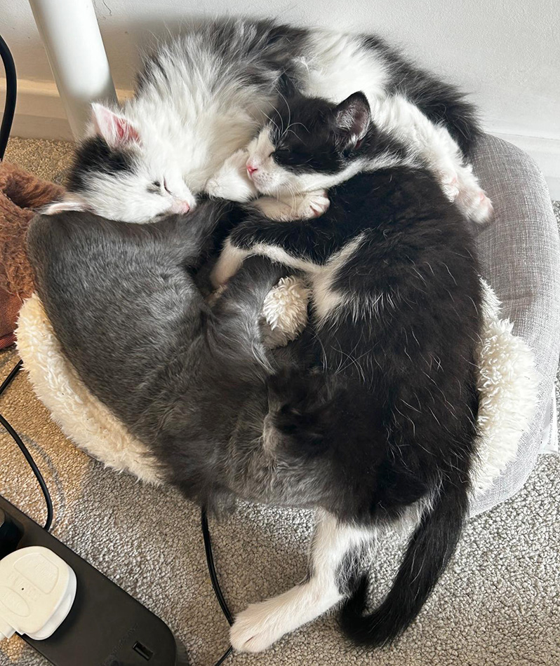 A bundle of kittens asleep on one bed