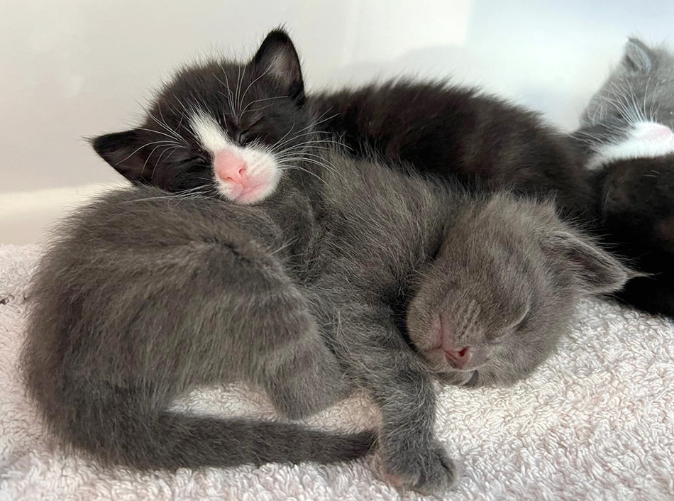 Kittens asleep in their foster home