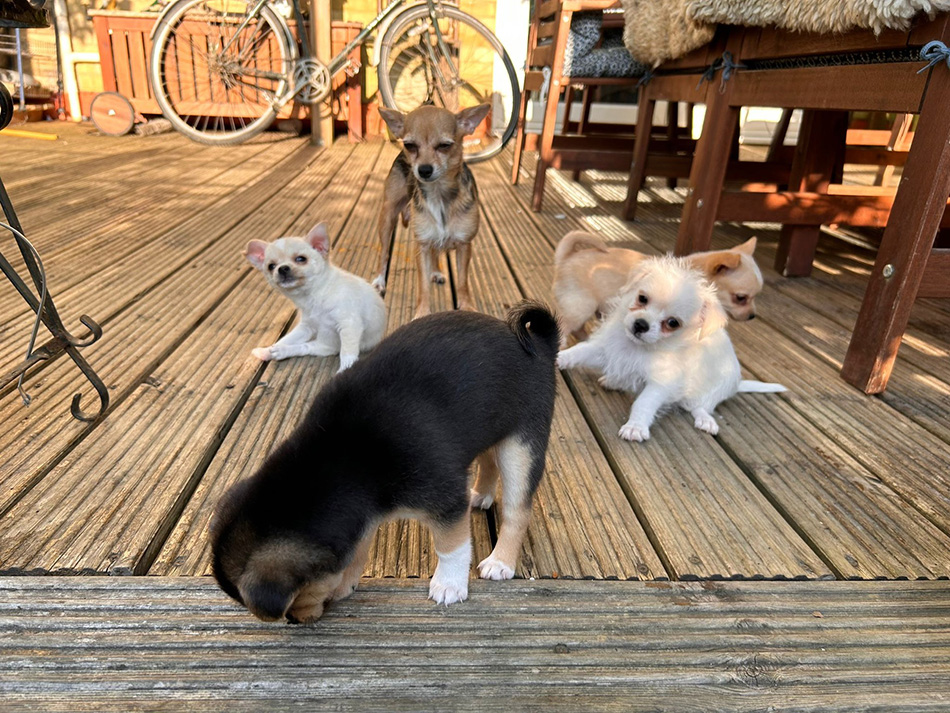 Mum dog Shela and her puppies outdoors in their foster home