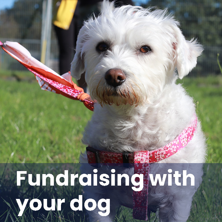 Fundraising with your dog