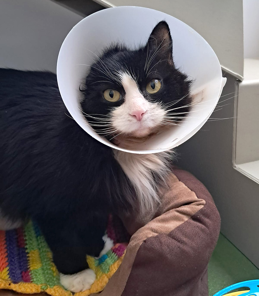 Cat looking unhappy with cone on