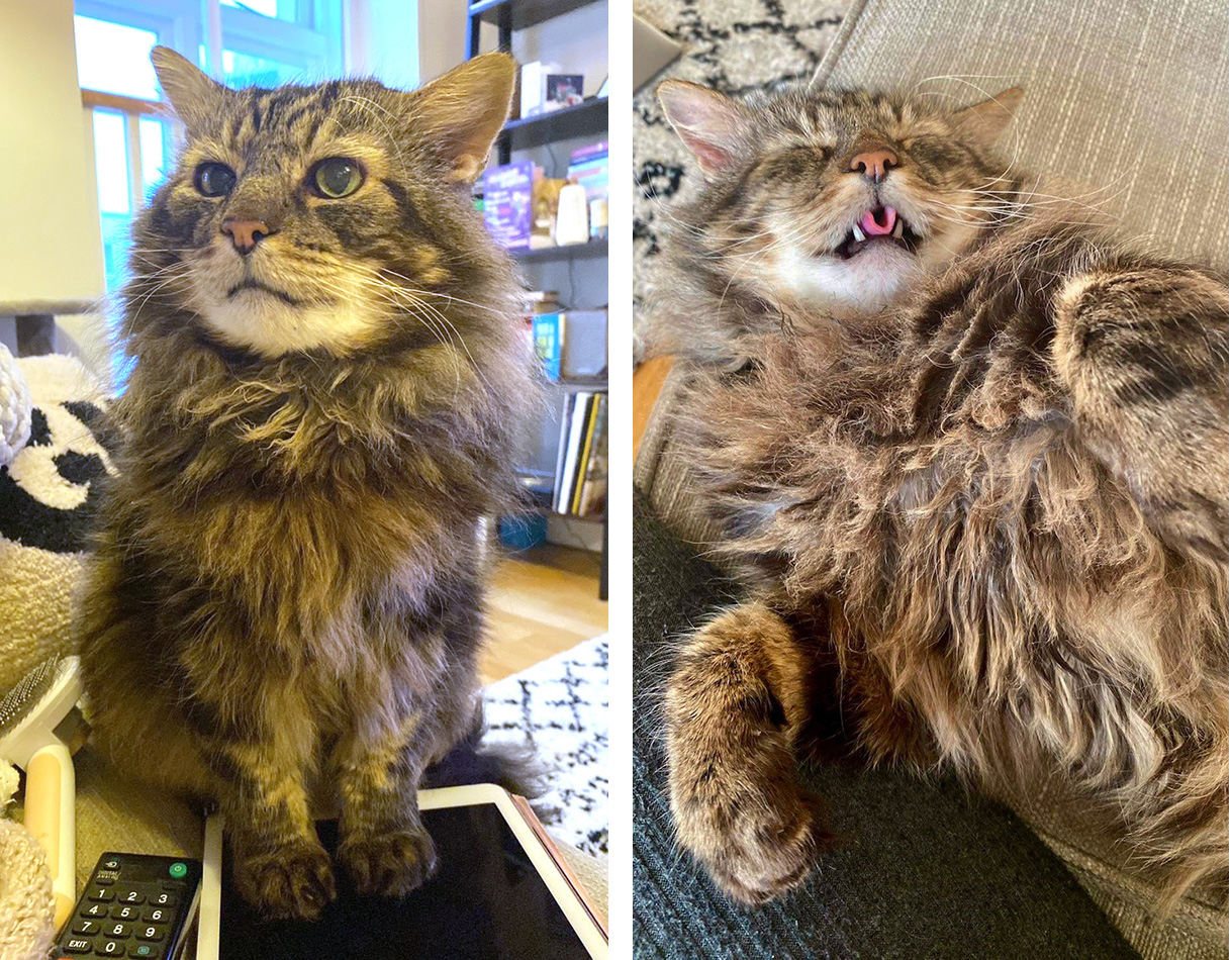 A couple of photos of cat Hercules in his adopted home, looking healthy and happy