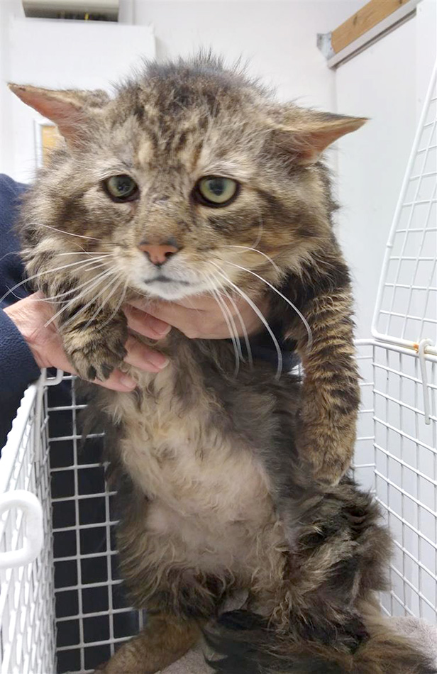 Cat Hercules on intake to BCDH, looking very bedraggled and sorry for himself