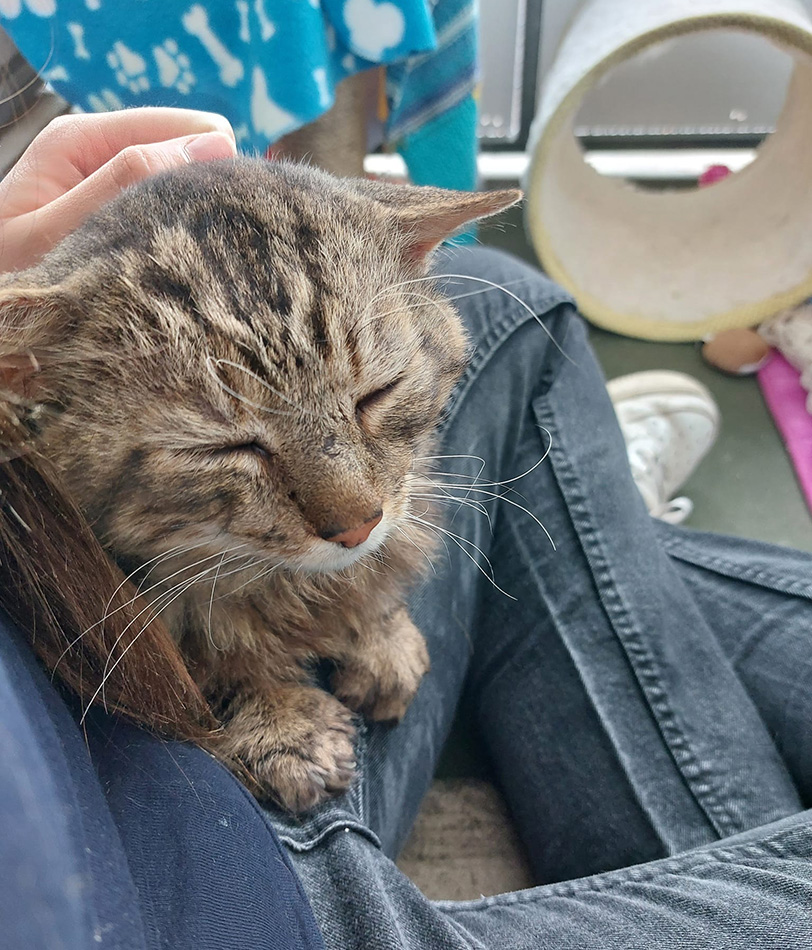 Cat Hercules having a lap cuddle during his time at BCDH