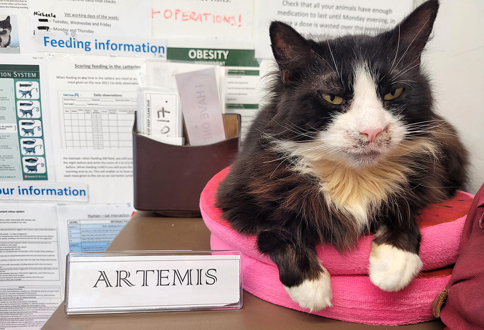 cat on a desk