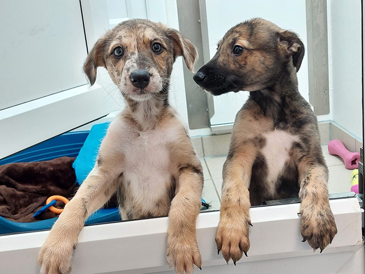 Two puppies in our puppy unit kennels