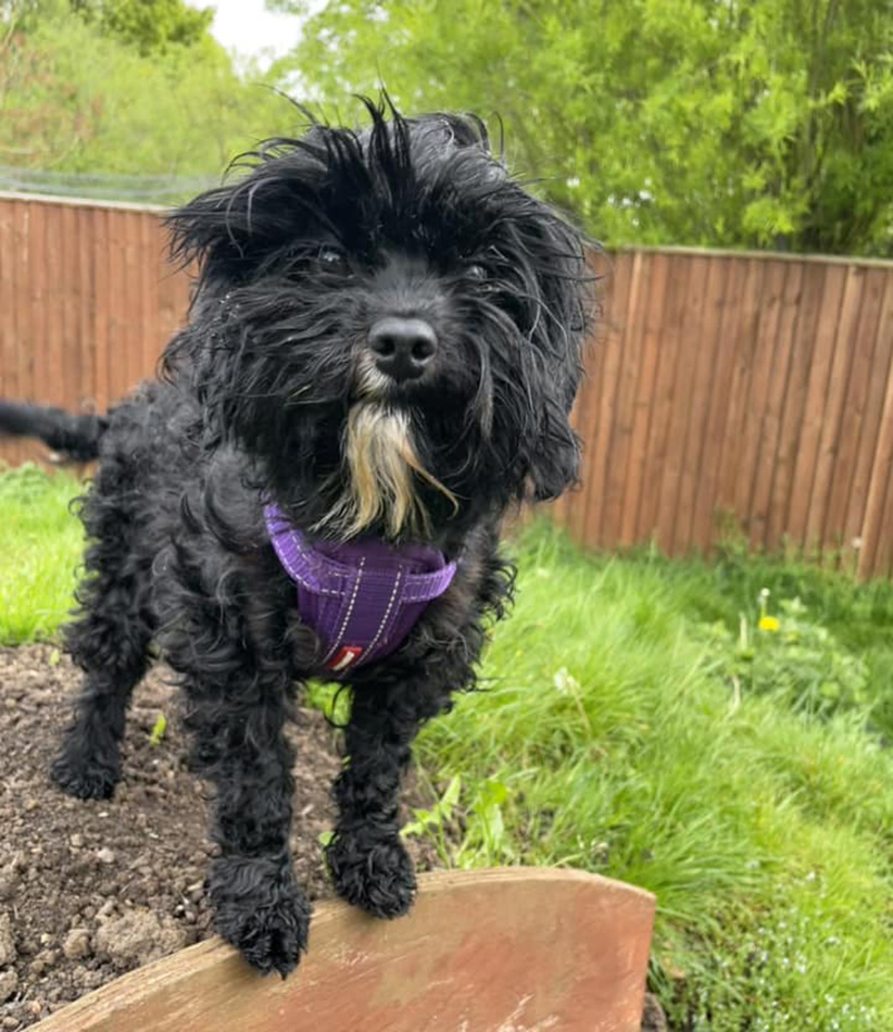 Maia a gorgeous scruffy black dog standing on a platform in the enrichment garden at Bath Cats and Dogs Home