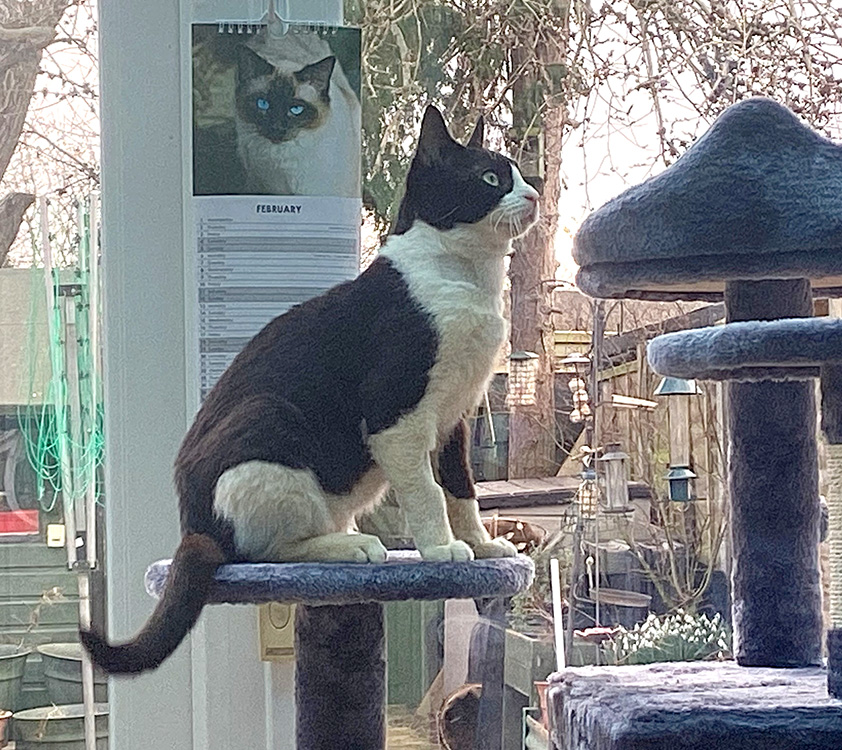 Cat Mole in his new home with a full coat of fur