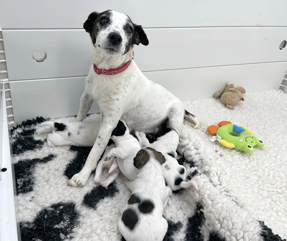 Mum and puppies who will benefit from going into a foster home