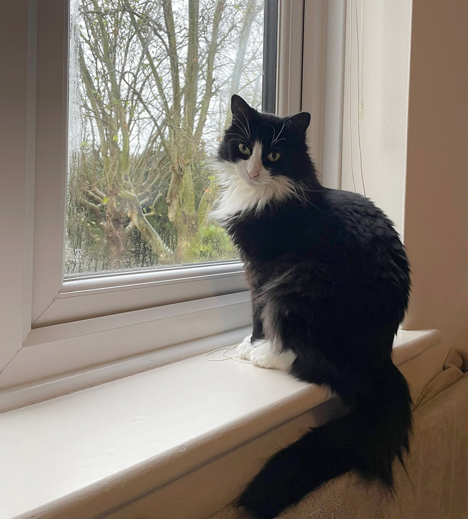 cat on windowsill