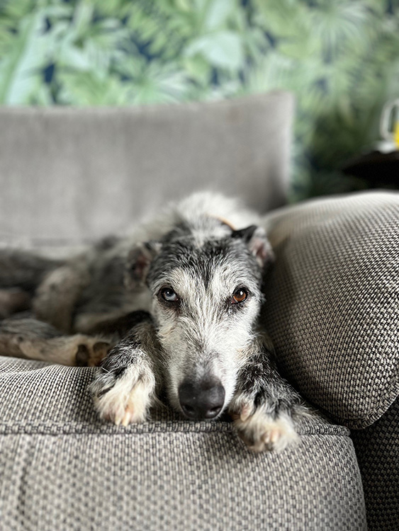 Lurcher dog Pepper relaxing on the sofa in her adopted home