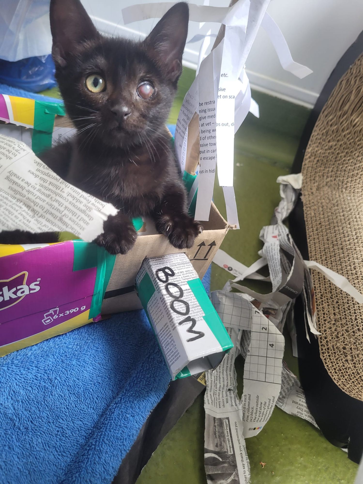 A cardboard pirate ship with kitten