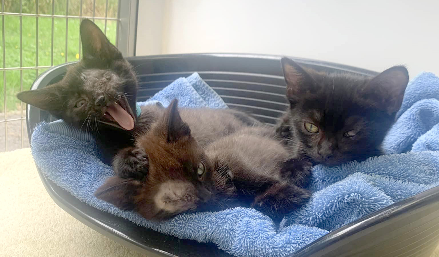 Three kittens sharing a bed in the cattery, showng injuries to their eyes