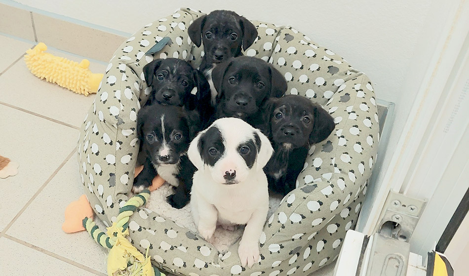 Litter of puppies