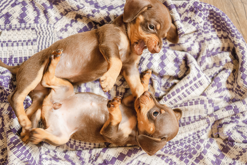 Puppies squabbling_one growling at another