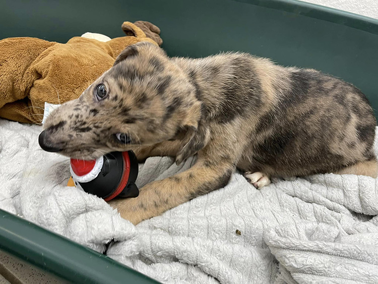 Puppy chewing a toy_teething