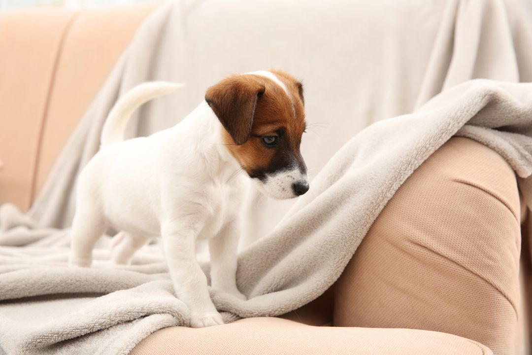 Puppy on a sofa