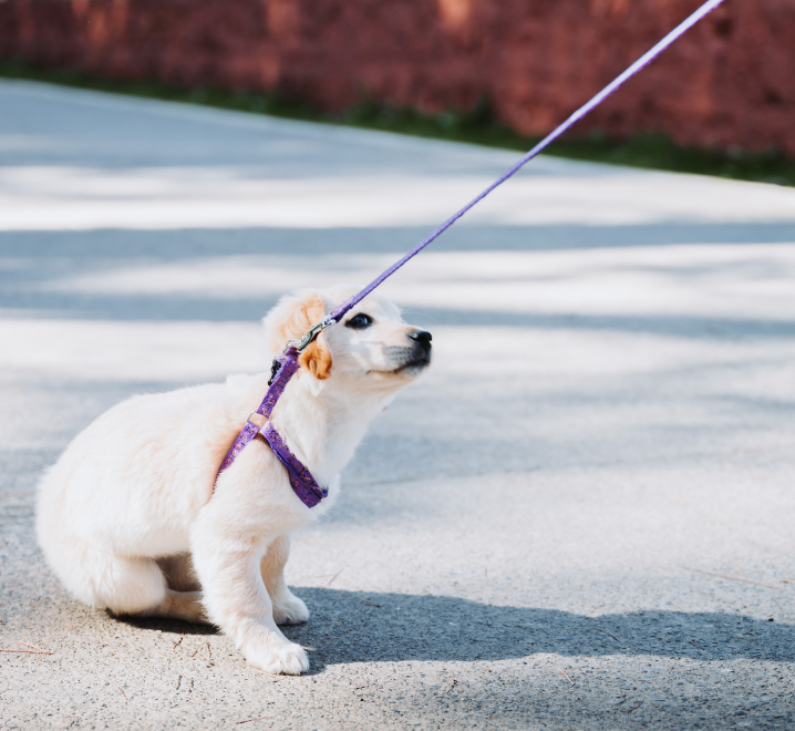 Puppy refusing to walk