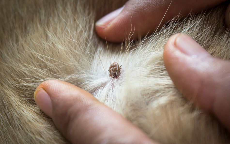 A tick feeding from a pet with its head burrowed under the skin