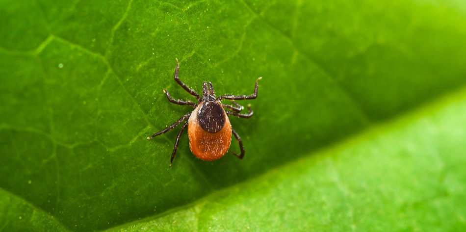 A common tick found in the UK