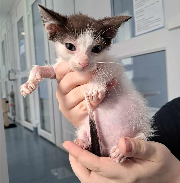 Kitten with a pot belly, an indication they have worms