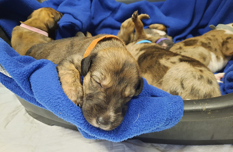 Young puppy asleep with their litter mates in a bed in the BCDH puppy unit