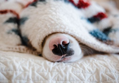 dog hiding under a blanket so you can only see their nose