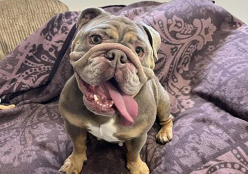 British Bulldog Coco is brachycephalic and needed corrective surgery to improve her breathing.
