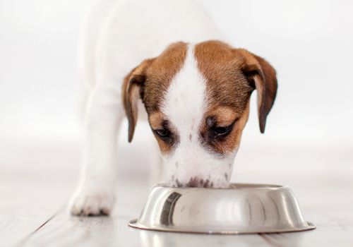 Puppy eating from a food bowl