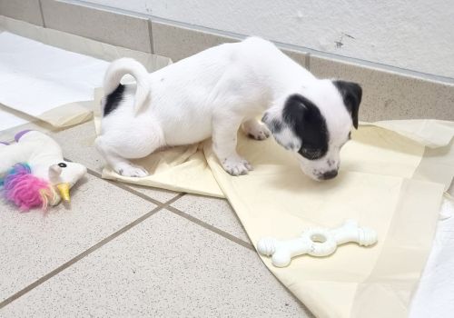 Puppy weeing on a puppy pad